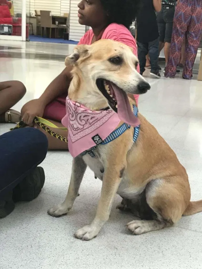 Cachorro ra a SRD idade 4 anos nome Mel