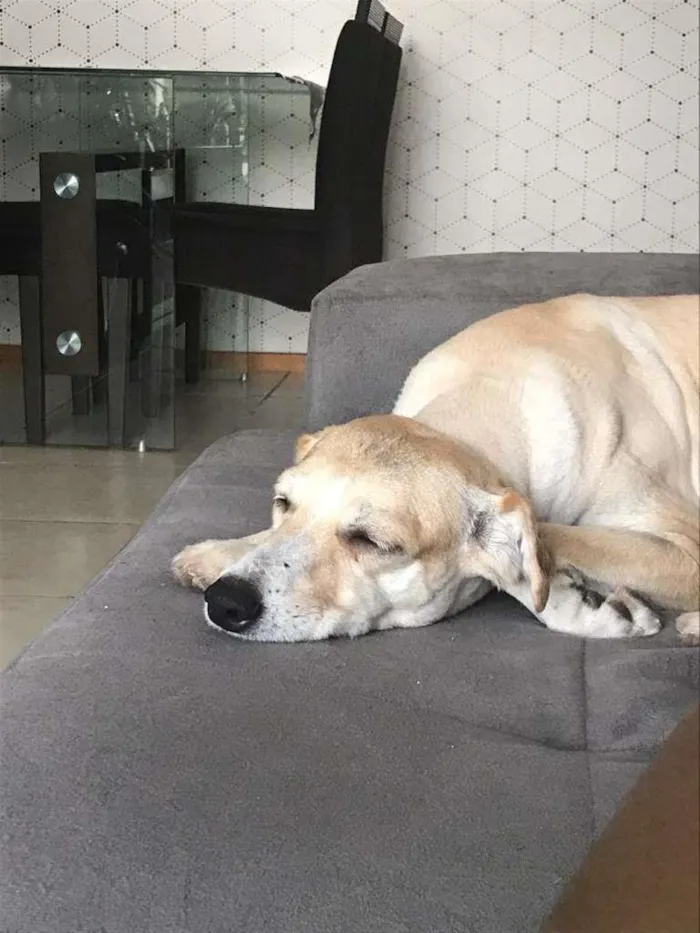 Cachorro ra a SRD idade 4 anos nome Mel