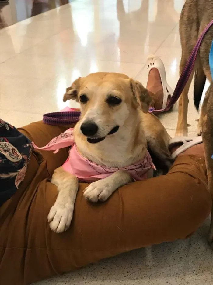 Cachorro ra a SRD idade 4 anos nome Mel