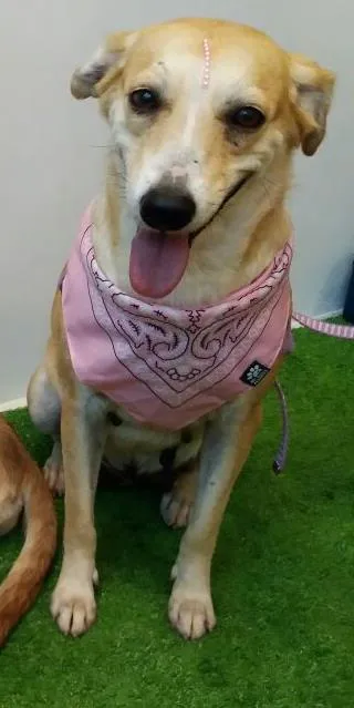 Cachorro ra a SRD idade 4 anos nome Mel