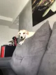 Mel