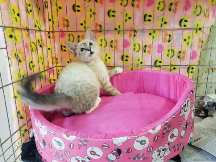 Gato raça Srd idade 2 a 6 meses nome Nicole