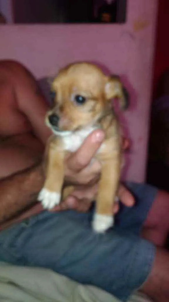 Cachorro raça SRD idade 2 a 6 meses nome Lala