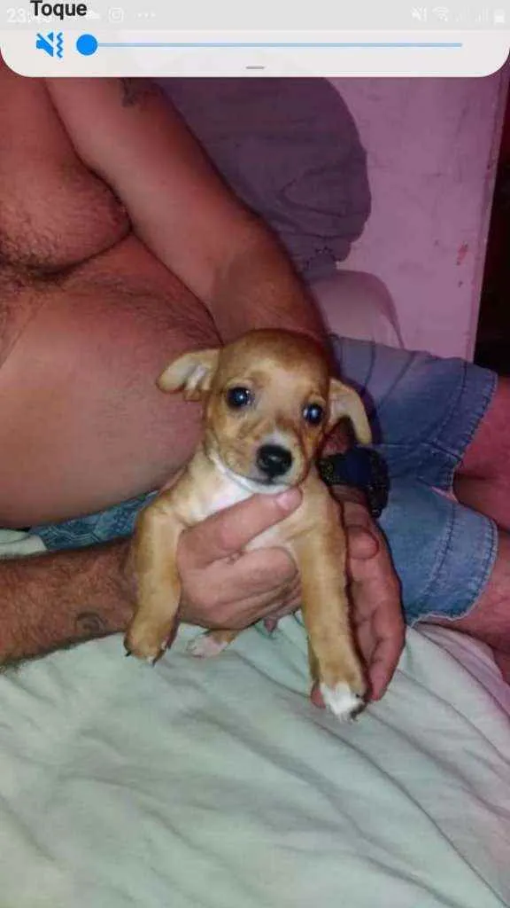 Cachorro raça SRD idade 2 a 6 meses nome Dik