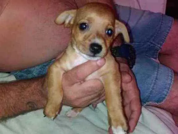 Cachorro raça SRD idade 2 a 6 meses nome Dik