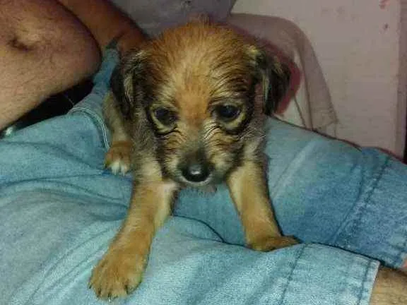 Cachorro raça SRD idade 2 a 6 meses nome Lila