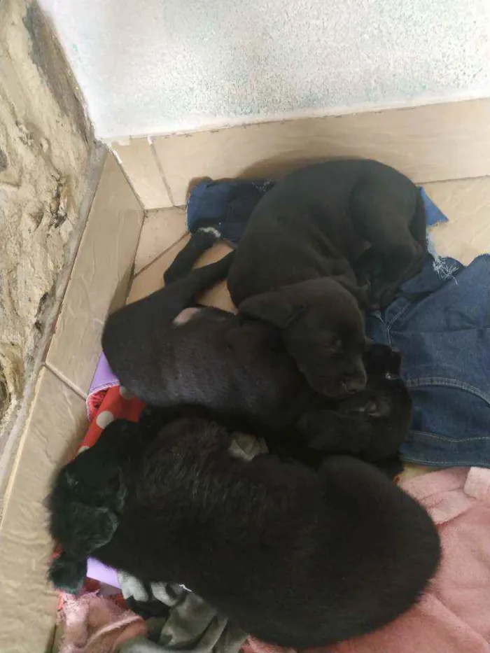 Cachorro ra a Vira lata idade Abaixo de 2 meses nome Recém nascidos snome