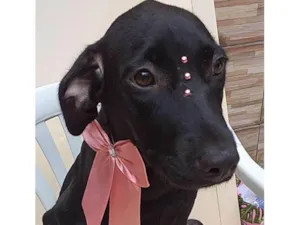 Cachorro raça SRD idade 7 a 11 meses nome Sofia