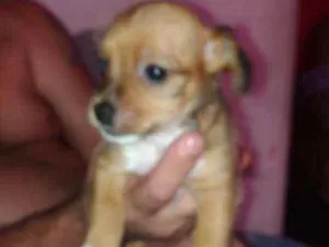 Cachorro raça SRD idade 2 a 6 meses nome Lala