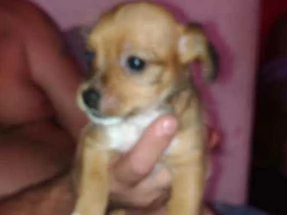 Cachorro raça SRD idade 2 a 6 meses nome Lala