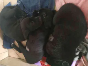 Cachorro raça Vira lata idade Abaixo de 2 meses nome Recém nascidos snome