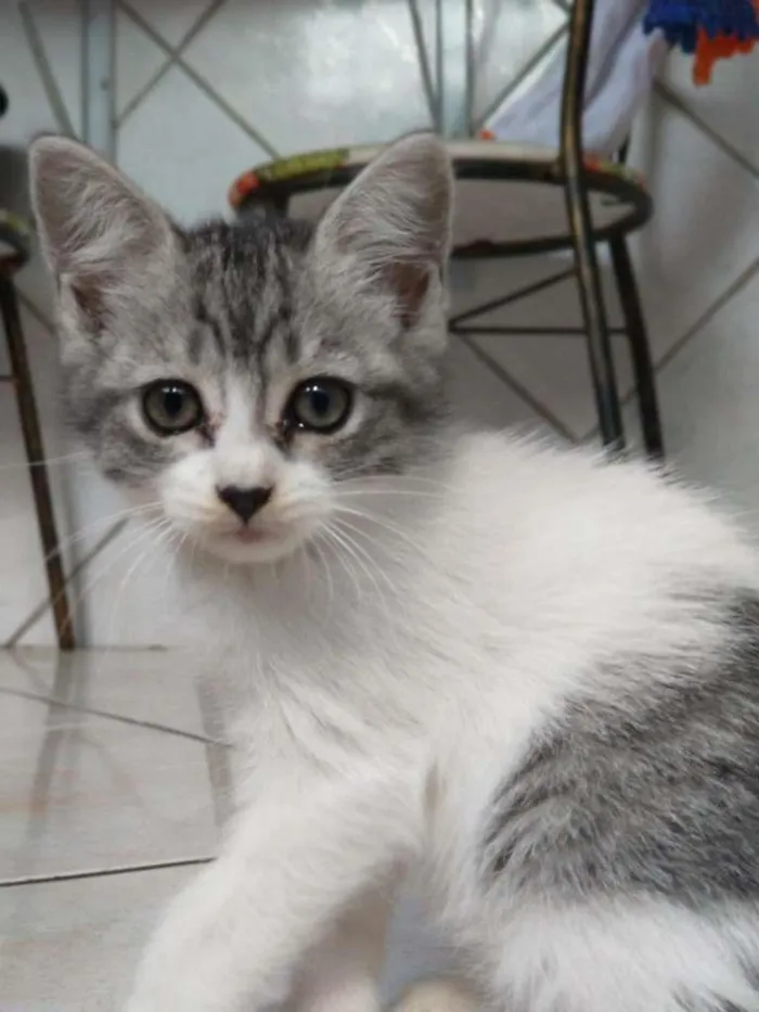 Gato raça vira-lata idade Abaixo de 2 meses nome Paulinha