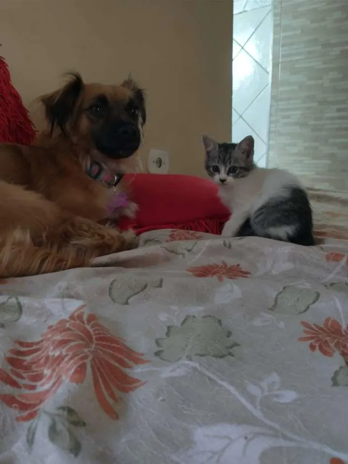 Gato raça vira-lata idade Abaixo de 2 meses nome Paulinha