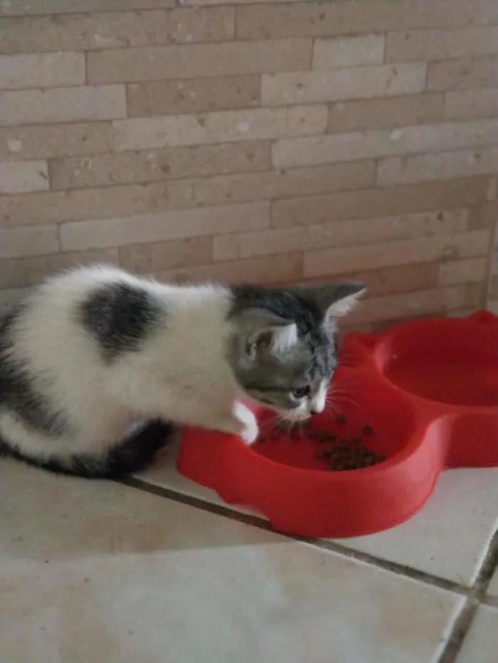 Gato raça vira-lata idade Abaixo de 2 meses nome Paulinha