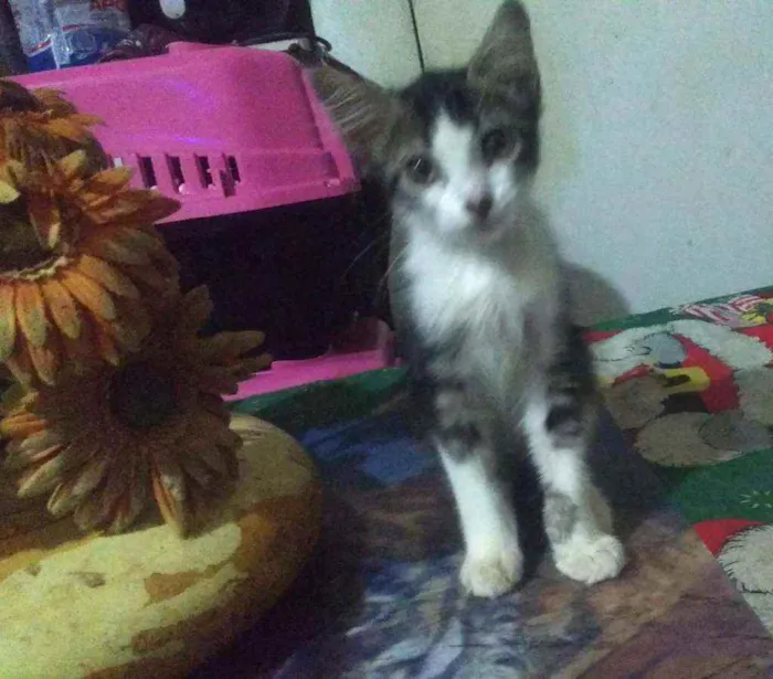 Gato ra a SRD idade 2 a 6 meses nome Rocky