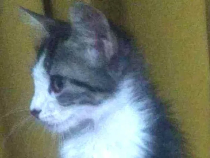 Gato ra a SRD idade 2 a 6 meses nome Rocky