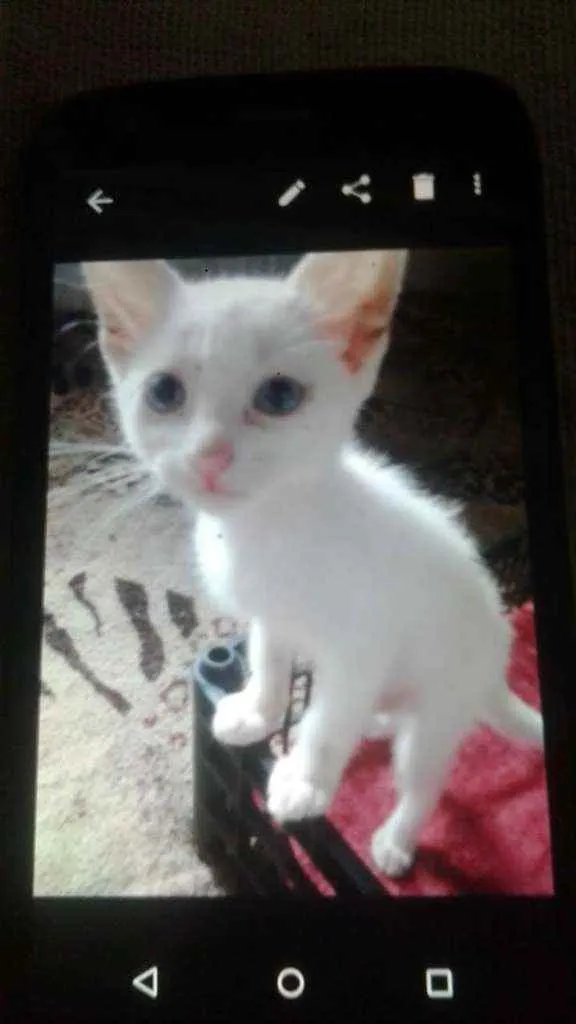 Gato ra a SRD idade 2 a 6 meses nome Jonny