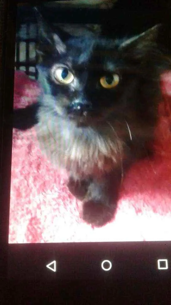 Gato ra a SRD idade 2 a 6 meses nome Sofia