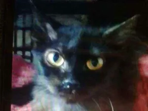 Gato raça SRD idade 2 a 6 meses nome Sofia