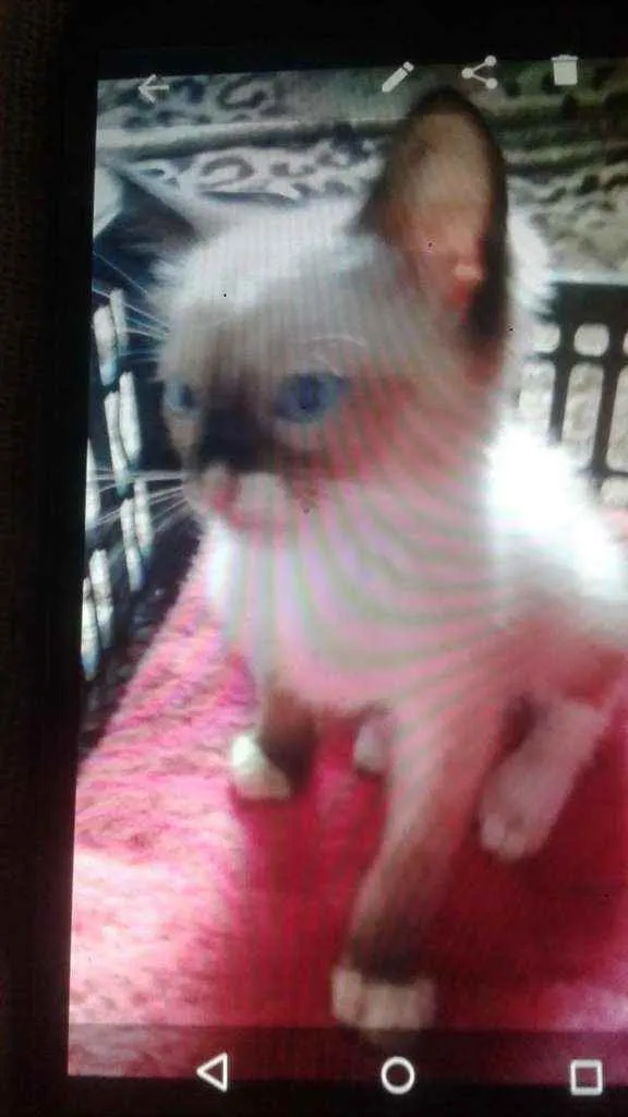 Gato ra a Siames idade 2 a 6 meses nome Adonis