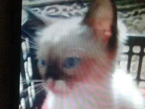 Gato raça Siames idade 2 a 6 meses nome Adonis