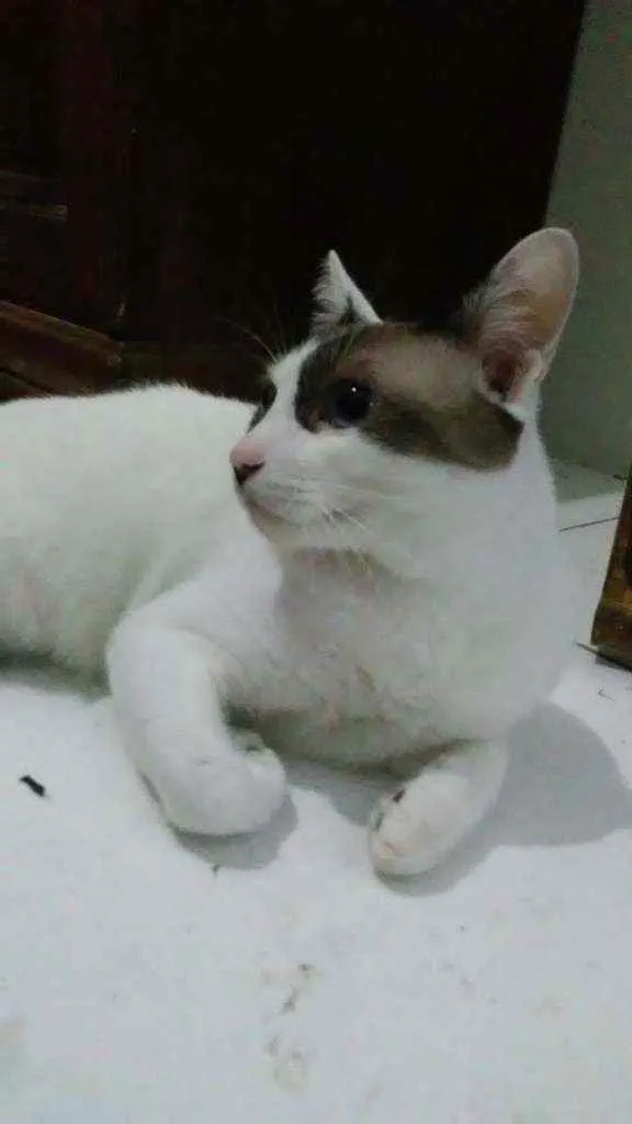 Gato raça Desconhecida idade 7 a 11 meses nome Frodo