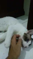 Frodo