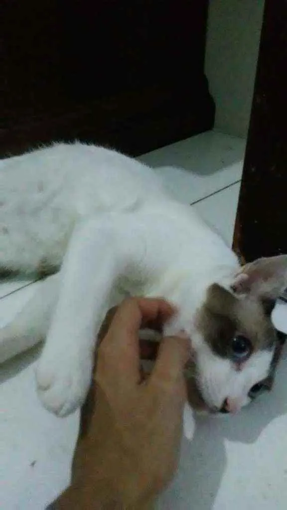 Gato raça Desconhecida idade 7 a 11 meses nome Frodo
