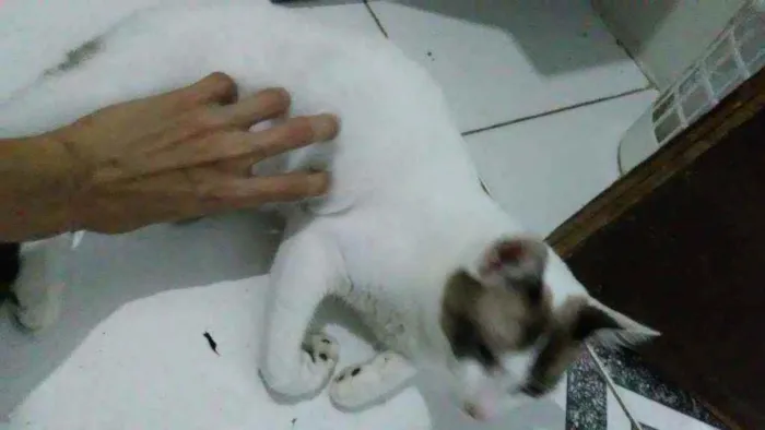 Gato raça Desconhecida idade 7 a 11 meses nome Frodo
