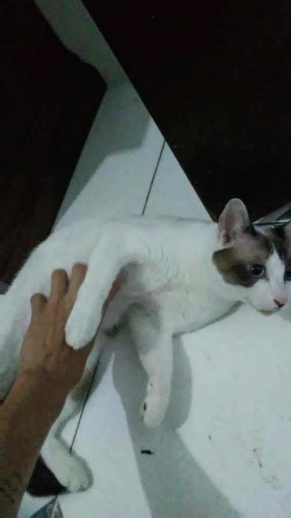 Gato raça Desconhecida idade 7 a 11 meses nome Frodo