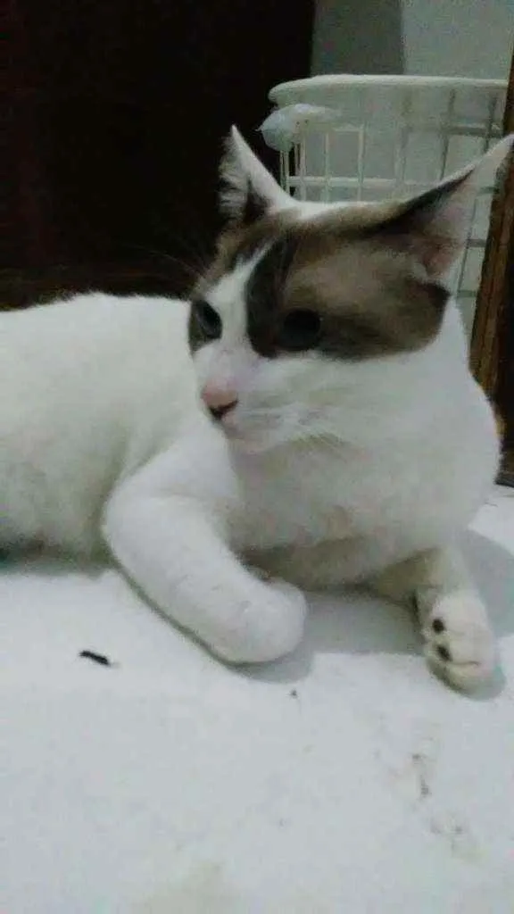 Gato raça Desconhecida idade 7 a 11 meses nome Frodo