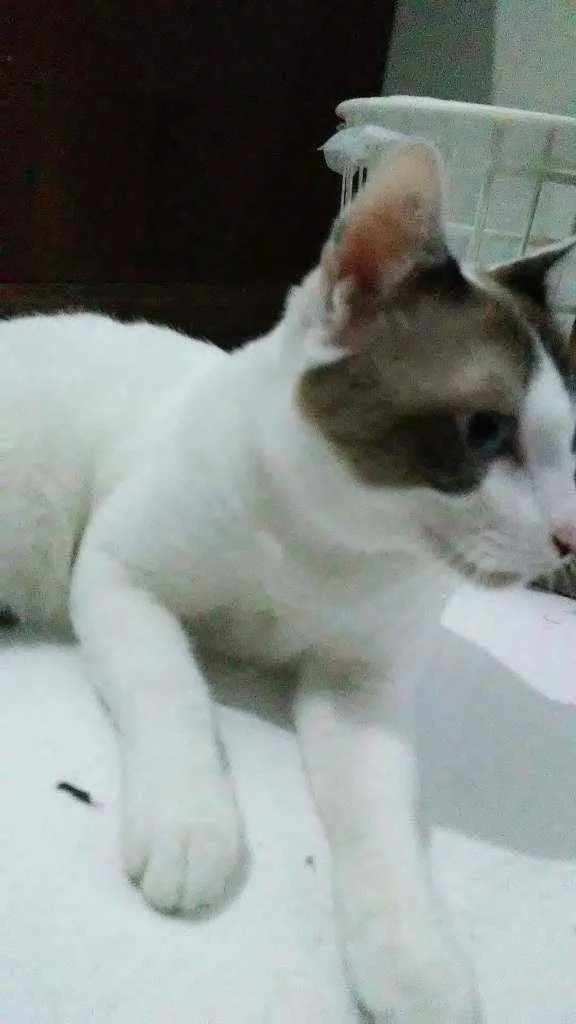 Gato raça Desconhecida idade 7 a 11 meses nome Frodo