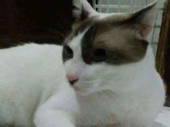 Gato raça Desconhecida idade 7 a 11 meses nome Frodo