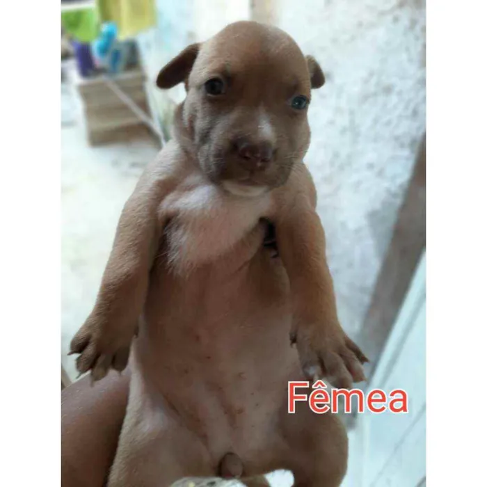 Cachorro ra a Vira - lata idade 2 a 6 meses nome Morena