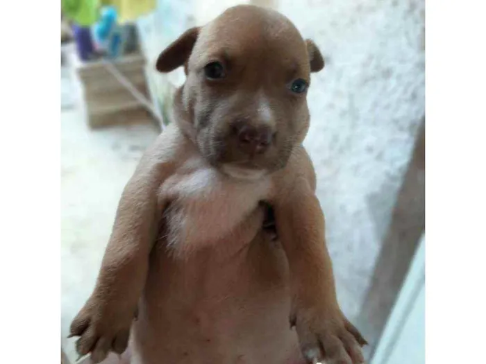 Cachorro ra a Vira - lata idade 2 a 6 meses nome Morena