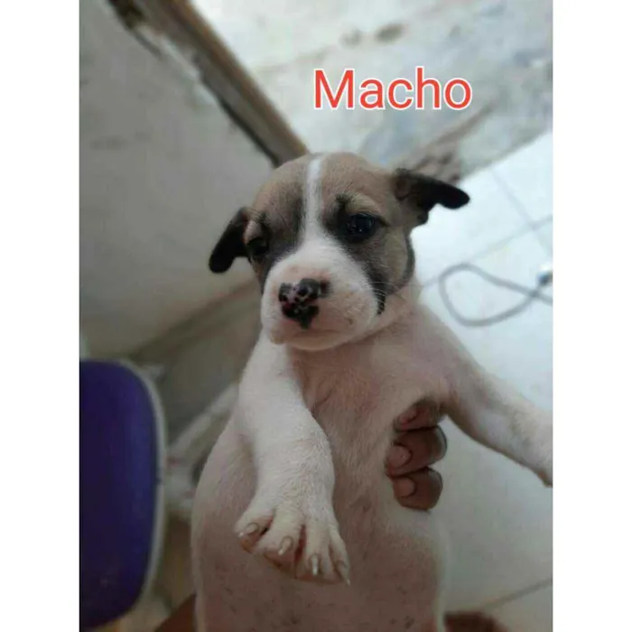 Cachorro ra a Vira - lata  idade 2 a 6 meses nome Scoob