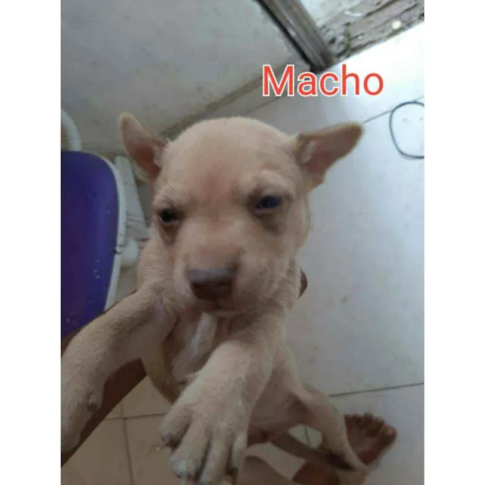Cachorro ra a Vira - lata  idade 2 a 6 meses nome Todi