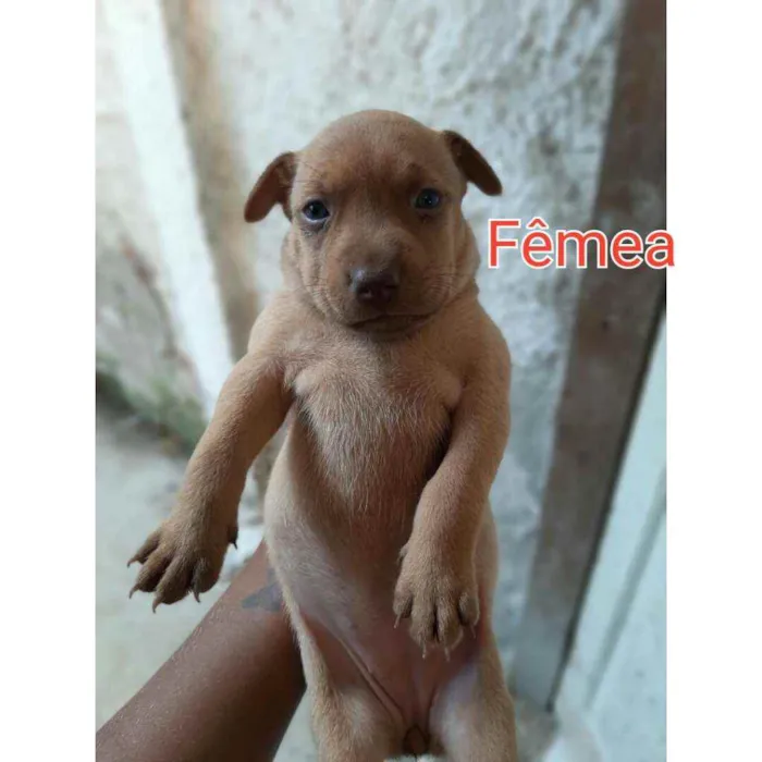 Cachorro ra a Vira - lata idade 2 a 6 meses nome Mel
