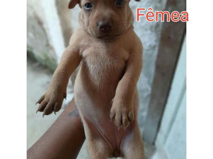 Cachorro ra a Vira - lata idade 2 a 6 meses nome Mel
