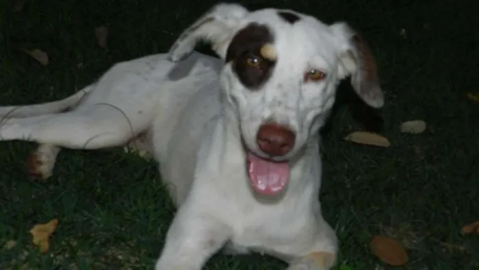 Cachorro ra a Bonita idade 7 a 11 meses nome Madona