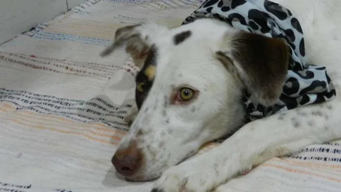 Cachorro ra a Bonita idade 7 a 11 meses nome Madona