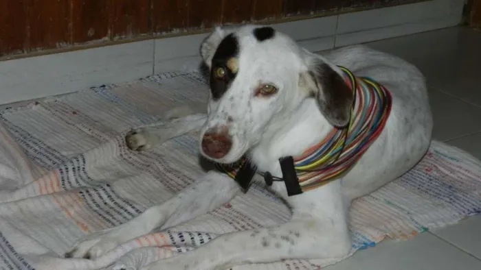 Cachorro ra a Bonita idade 7 a 11 meses nome Madona