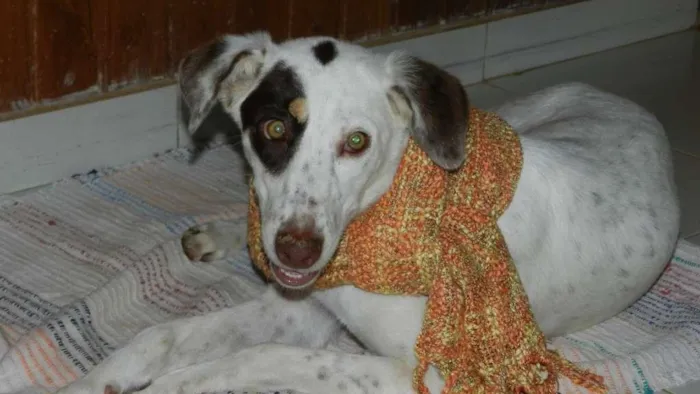 Cachorro ra a Bonita idade 7 a 11 meses nome Madona