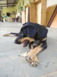 Alcione