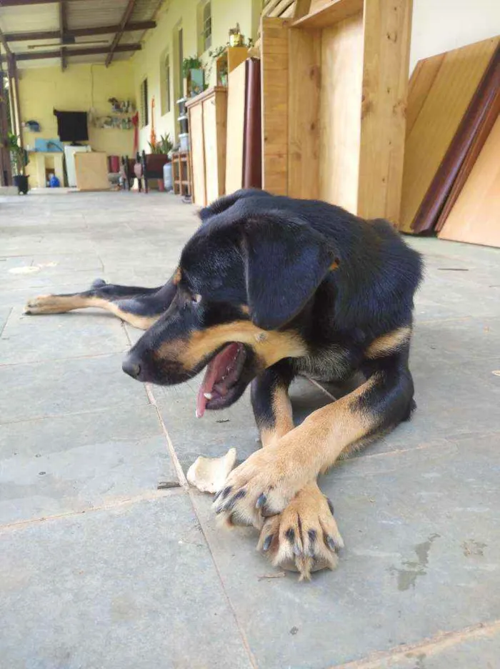 Cachorro ra a Desconhecido idade 1 ano nome Alcione