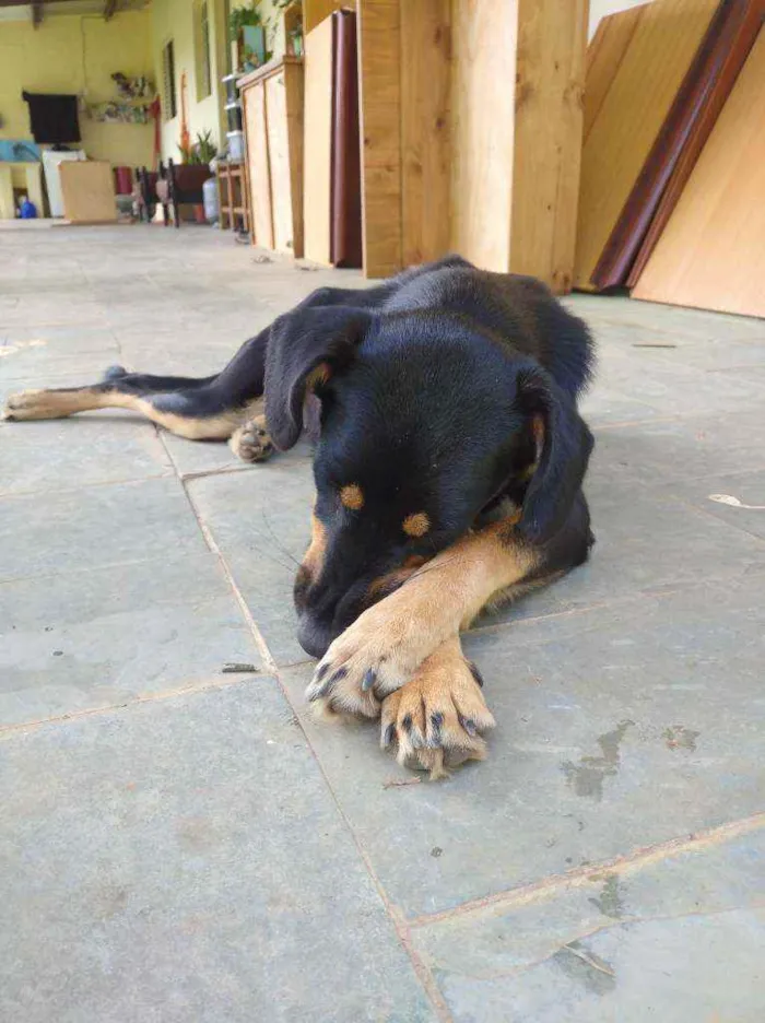 Cachorro ra a Desconhecido idade 1 ano nome Alcione