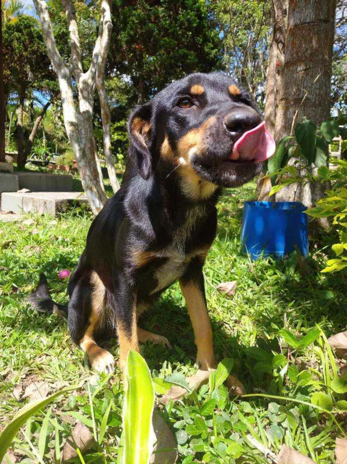 Cachorro ra a Desconhecido idade 1 ano nome Alcione