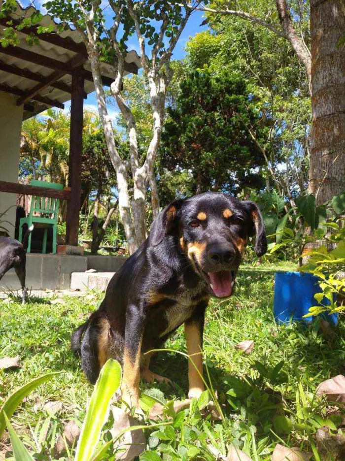 Cachorro ra a Desconhecido idade 1 ano nome Alcione