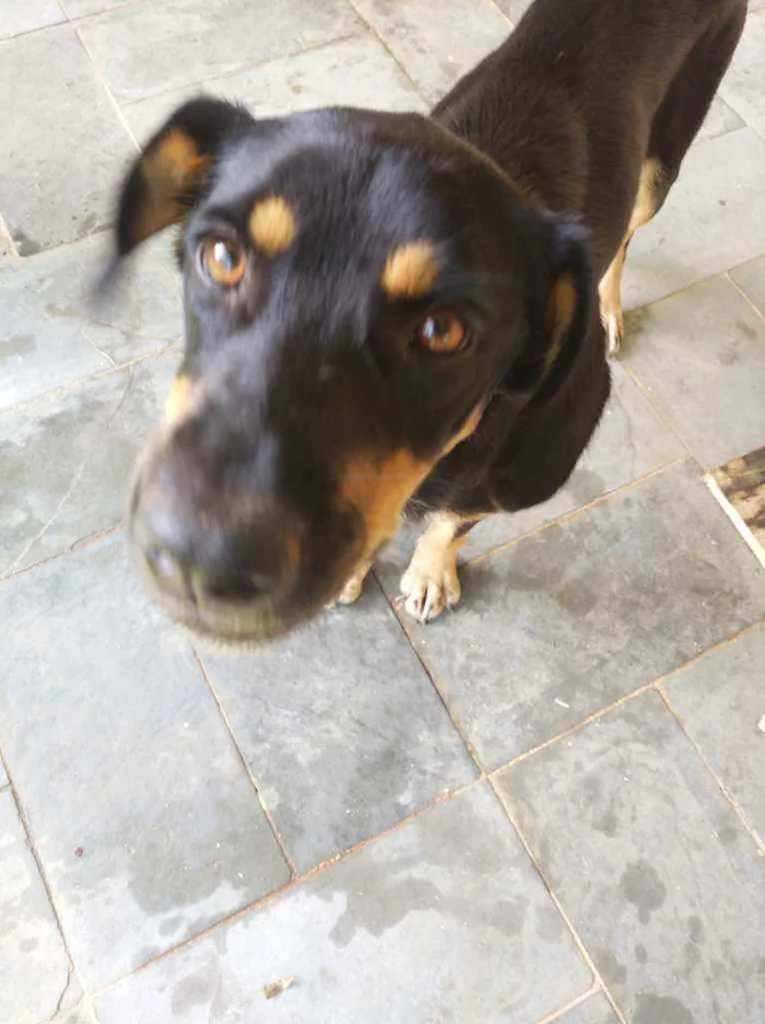 Cachorro ra a Desconhecido idade 1 ano nome Alcione