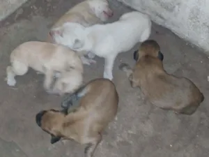 Cachorro raça  idade Abaixo de 2 meses nome Não tem nome